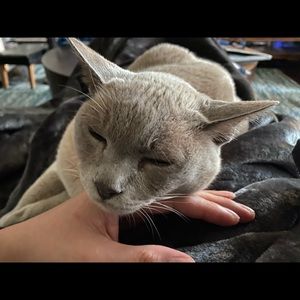 Meet your Posher, Young hun